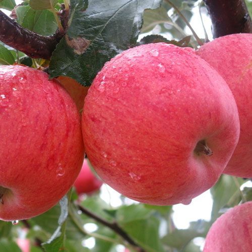 山東天地園藝科技有限公司-蘋果苗剪切枝條注意事項