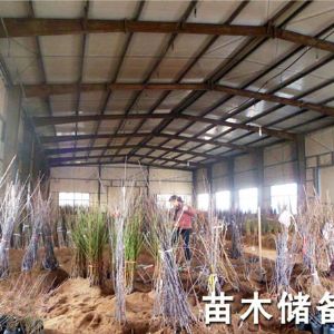 苗木儲(chǔ)備室