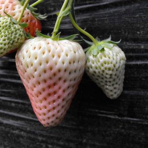 小白草莓