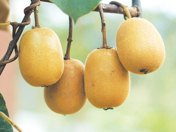 泰山1號(hào)（獼猴桃）