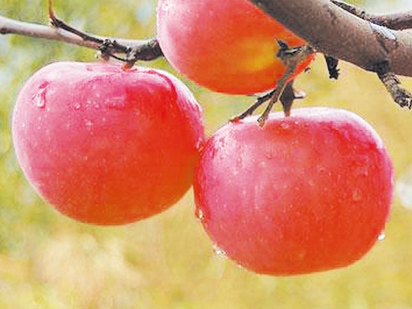 煙富三號（八、十號）