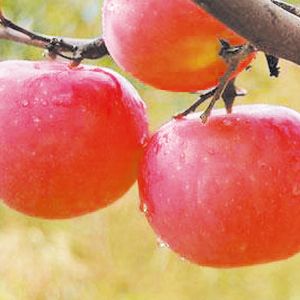 煙富三號（八、十號）