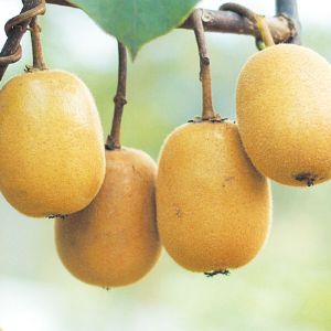 泰山1號(hào)（獼猴桃）