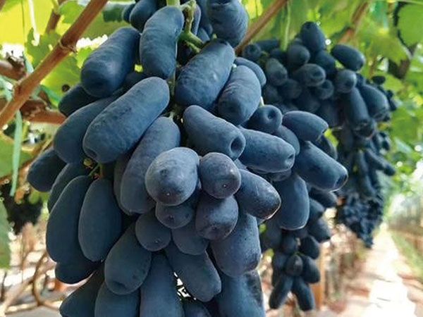 藍寶石葡萄