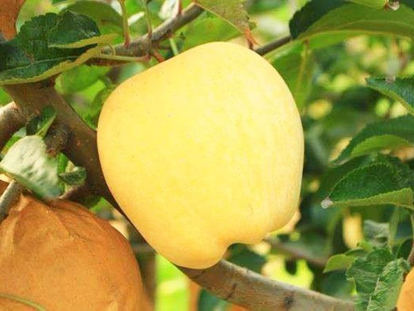 維納斯黃金蘋果